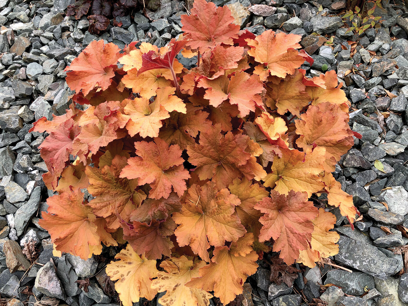 TP_0522_Gardening_Coral-Bells.jpg